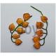 JOY CUT/EMB Cape Gooseberry"