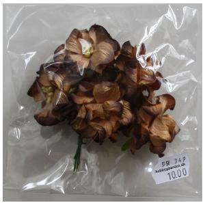 Gardenia Chocolate - 35 - 40 mm - 5 stk