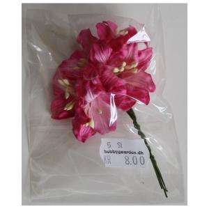 Liljer - Pink 35 - 40 mm 5 stk